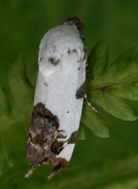Common Bird-dropping Moth